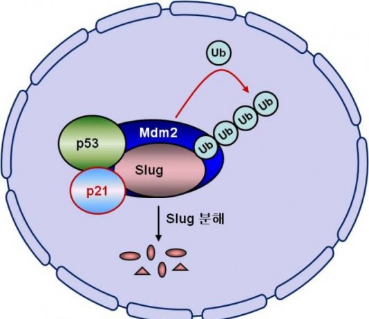 암 전이 억제·촉진 조절 단백질 밝혀내…