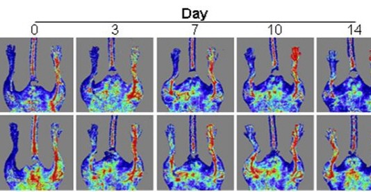 부작용 없는 새로운 줄기세포 유도인자 발견
