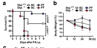단백질 발현 조절로 통풍 치료 길 열려