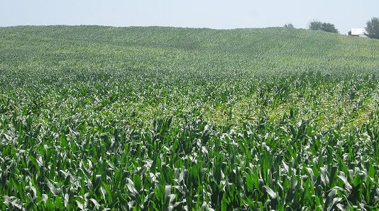 실리콘밸리서 뜨는 스타트업은 ‘농축산업’