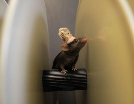 뇌 신경회로에 ‘원격 약물 주입’과 ‘빛으로 조정’ 무선장치 개발