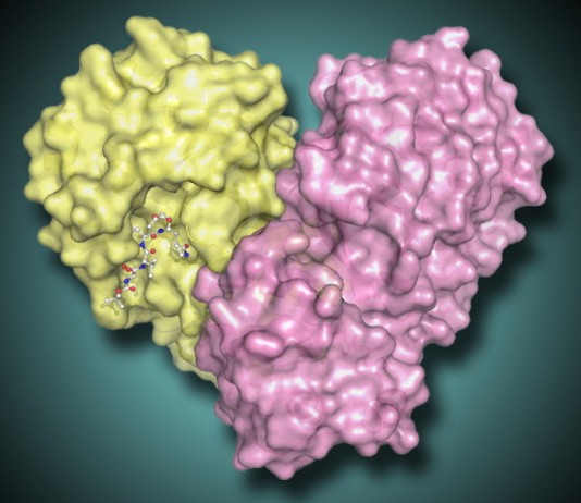 메르스 아킬레스 건을 찾는 과학자들