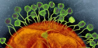 신의 영역에 도전 크리스퍼, 축복인가 재앙인가?