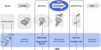 깊은 잠을 자야 기억력 좋아진다