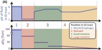 먹는 스마트 알약 배터리, 몸속 미네랄 이온 이용한다