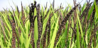 흑미, 복부지방 감소에 탁월…중년여성 복부지방 5.4%↓