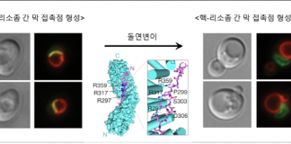 세포 물질교환 새 경로와 메커니즘 규명