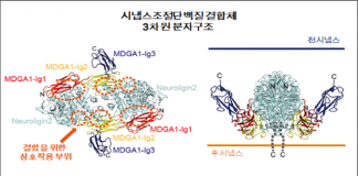 뇌 시냅스 조절 단백질 구조 규명