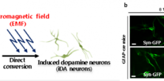 나노 일렉트로닉스로 ‘세포운명전환 기술’ 개발