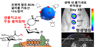 체내 이식 줄기세포, 장기간 추적 가능