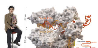 3세대 유전자가위로 인간 배아에서 돌연변이 유전자 교정 3