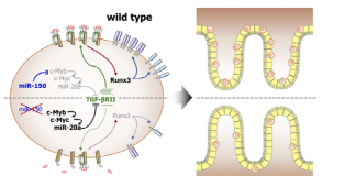 장 면역세포 기능 조절 ‘마이크로RNA’ 발견