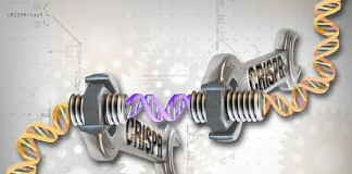 3세대 유전자가위로 인간 배아에서 돌연변이 유전자 교정 4