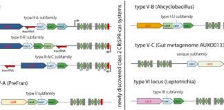 3.5세대 유전자 가위(CRISPR/Cpf1) 논문 분석 1
