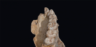 호모사피엔스 18만년 전에 아라비아 반도 이동?