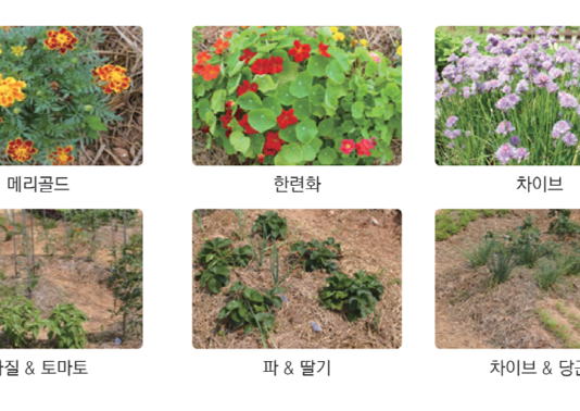 텃밭 식물에도 ‘궁합’이 있다