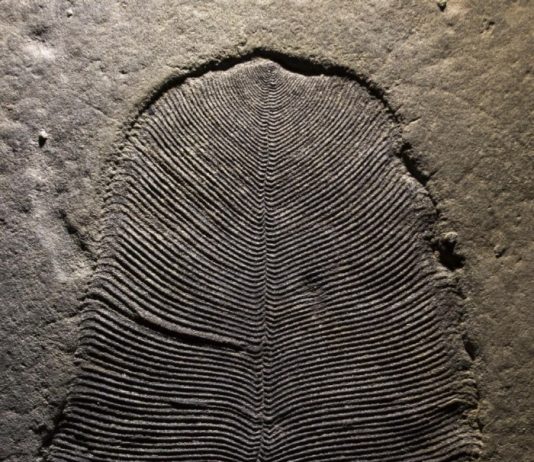 지구상 가장 오래된 화석 “디킨소니아는 동물이었다”