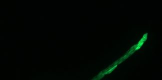 올리브유 노화 방지·장수 효과 탁월하다