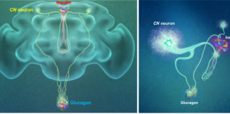 KAIST, 뇌 혈당 조절 세포 발견…”당뇨병 치료 새로운 가능성”