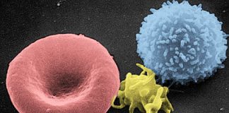 유전자가위로 모든 암세포 죽이는 면역세포 개발 성공