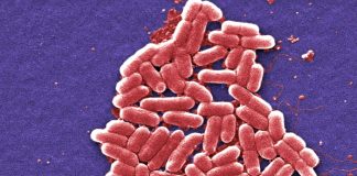 세균 가두는 새로운 항생제 발견…”슈퍼 버그도 막아”
