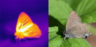 나비 날개는 센서와 방열 등 ‘통합 시스템’…”미래 유기 비행날개 응용”