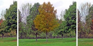 색맹이 색을 볼 수 있는 콘택트렌즈 개발