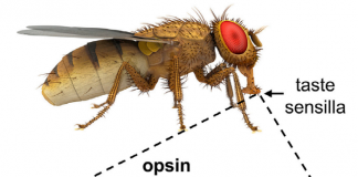 눈으로 맛을 감지할 수 있다?