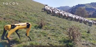 초원서 양 떼 모는 로봇 ‘스팟’