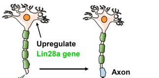 과학자들 척수와 시신경 손상 생쥐 뉴런 재생