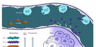 차세대 마이크로스위머 로봇, ‘면역 조절 로봇’