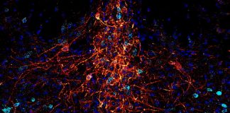 ‘광유전학’, 비삽입 BCI 기술 앞당긴다
