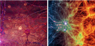 인간 두뇌는 우주와 놀랍도록 닮았다
