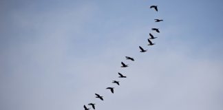 인간도 철새처럼 지구 자기장 감지한다