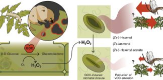 식물과 벌레 전쟁 비밀 밝혀져…”토마토 위험 신호 벌레 타액이 봉쇄”