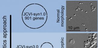 자손 낳는 인공생명체 탄생…“다세포로 넘어 가면 게임 체인저”