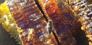 미국 벌꿀에 70년 전 핵실험 방사성 물질 함유