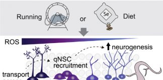셀레늄, 뉴런 생성 증가해 뇌 활성화