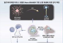단 2회 주사로 손상된 뇌 되살렸다… 알츠하이머 ‘역전’의 길 연 Nano-ERASER