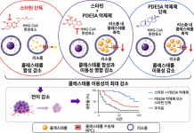 비아그라 먹였더니, 놀랍게도 암세포의 원격 전이 멈추기 시작